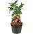 Растение Фикус Микрокарпа в технологическом горшке (35 см)