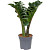 Растение Замиокулькас Зензи 30 см в технологическом горшке D9 см (РС97)