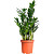 Растение Замиокулькас 65 см в технологическом горшке D17 см
