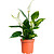 Растение Спатифиллум 35 см в технологическом горшке D12 см