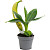Растение Муса акумината банан мини 15 см в технологическом горшке D6  (РМ110)