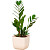 Растение Замиокулькас 40 см в кашпо 1.95 л (РЗ-01.04)